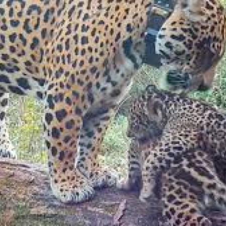 Misiones: investigan la desaparición de dos cachorros de yaguareté tras un polémico traslado