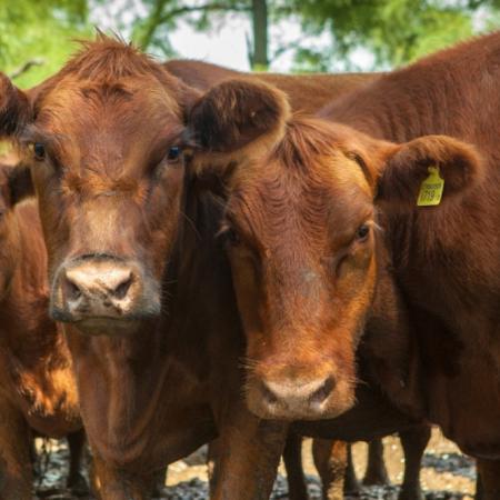 El podio del agro, entre la fuerte suba de la hacienda y el repunte de la maquinaria agrícola
