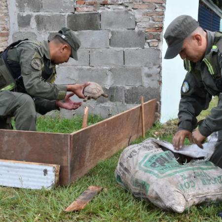 Santa Fe: decomisan 150 tortugas y 100 loros que eran transportados de manera ilegal hacia Buenos Aires
