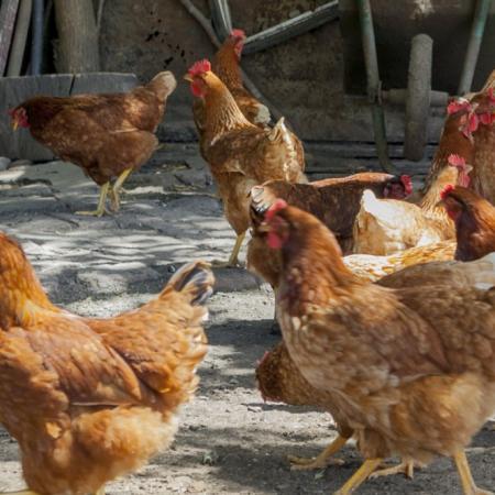 Gripe aviar: detectaron un segundo caso positivo en la ciudad de Lobos