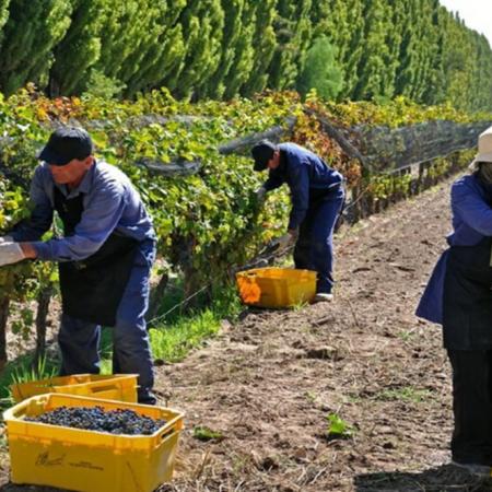 Día del Trabajador Vitivinícola: el motor detrás de la industria que define a la Argentina