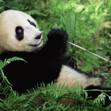 21 de febrero: Día Internacional para la Protección de los Osos del Mundo