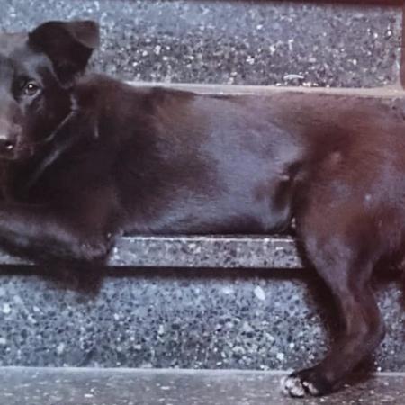 Argentina en el top 10 mundial de países con más perros: qué puesto ocupa en el ranking