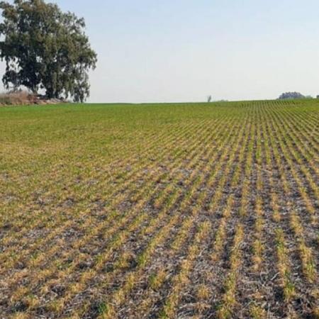 Enero fue el mes más seco en 60 años y encendió alarmas en la producción del norte de Buenos Aires