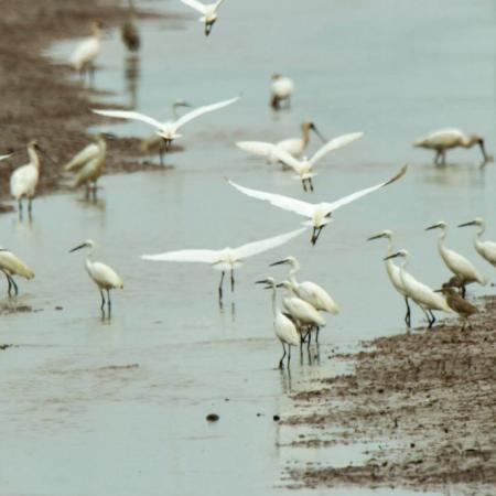 El SENASA detectó casos positivos de influenza aviar en General Madariaga