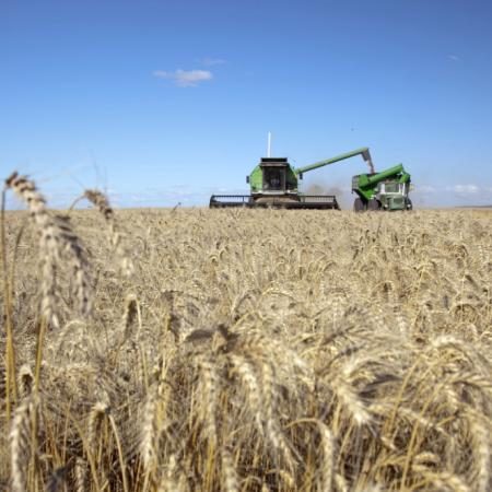 En enero, el trigo y la cebada impulsaron las exportaciones agroindustriales