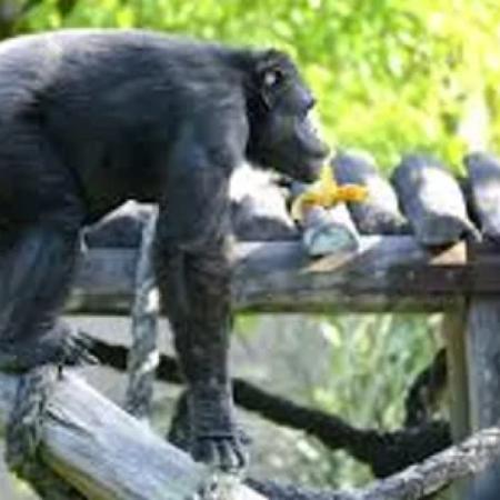 Adiós a Tomy: la conmovedora historia del chimpancé que fue símbolo del Bioparque de La Plata