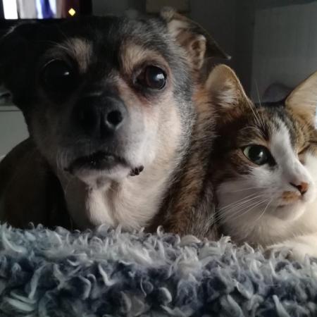 Amor del bueno: cómo cuidar a perros y gatos en cada etapa de su vida