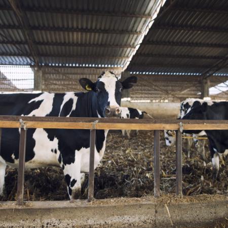 23 de febrero: Día del Tambero, el trabajo que sostiene la mesa de los argentinos