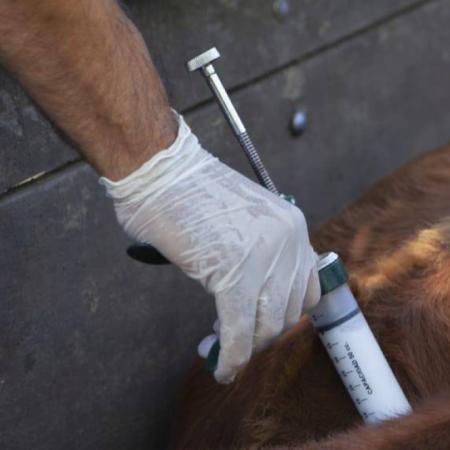 “No defendemos kioscos”: CARBAP contra los cambios en la vacunación de la aftosa
