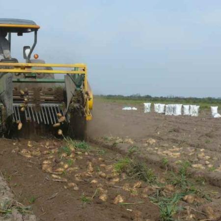 Papa: por qué sembrar menos ahora es una salida para los productores