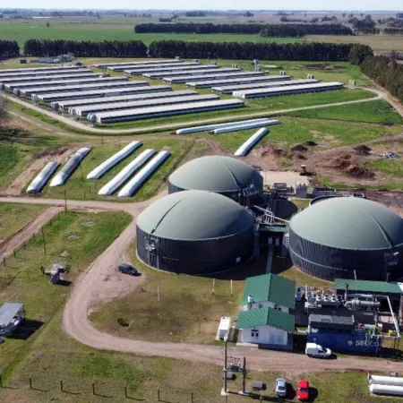 Pacuca Bioenergía: La “usina” porcina que genera electricidad para 5 mil personas con efluentes