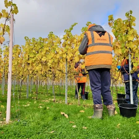 El vino de Burdeos: cae el consumo y la industria busca reinventarse