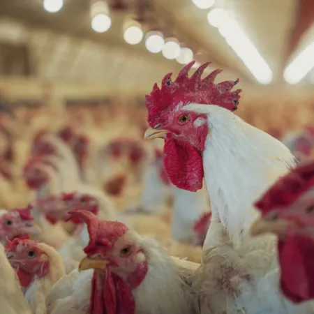 El SENASA confirmó un nuevo caso de gripe aviar en Bolívar