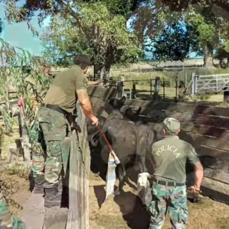 Recuperan 58 vacunos tras robo millonario en Las Flores: Así fue el operativo