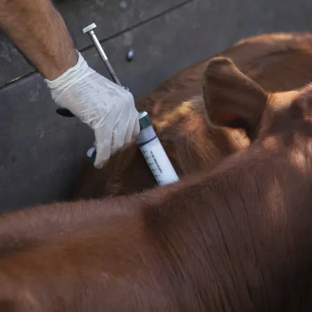 ¿Fin de los monopolios? Cambian el sistema de vacunación contra la fiebre aftosa