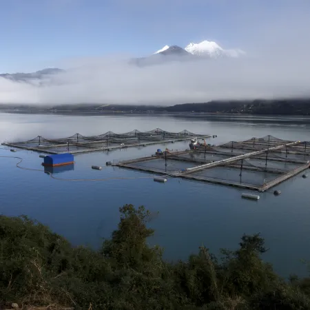 Escándalo por fondos noruegos sacude la industria del salmón en Chile