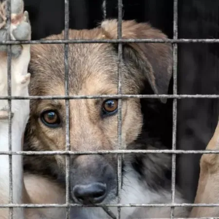 Maltrato animal: quieren penar con hasta 8 años de cárcel estas 6 acciones