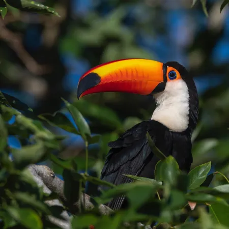 Brasil ante la ONU y la COP15: la tensión que puede cambiar su liderazgo