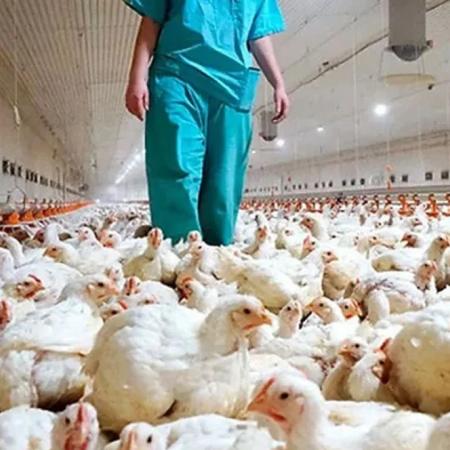 Gripe aviar: cuál es el riesgo inminente que enfrenta la industria argentina