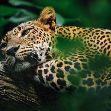 Día Mundial de la Vida Silvestre: por qué el 3 de marzo es clave para la biodiversidad