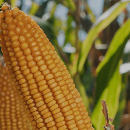 Cómo es el reporte de MAIZAR sobre chicharrita que trae alivio al maíz