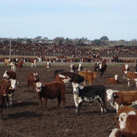 Menos oferta en UE y cambio de ciclo en Brasil: qué pasa con la carne en el mundo