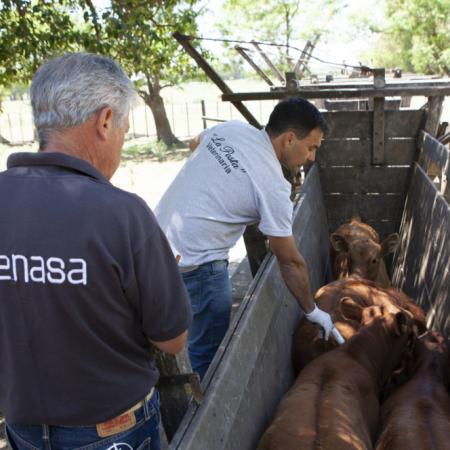 CRA y las críticas por la fiebre aftosa: "El Gobierno cometió un error"