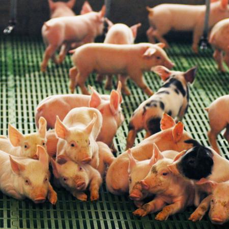 El Gobierno ya desembolsó $14.000 millones en créditos para el sector porcino