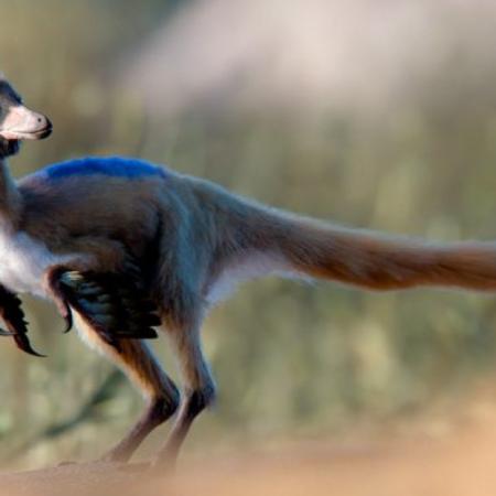 El Alnashetri en Patagonia: hallazgo que desafía teorías evolutivas