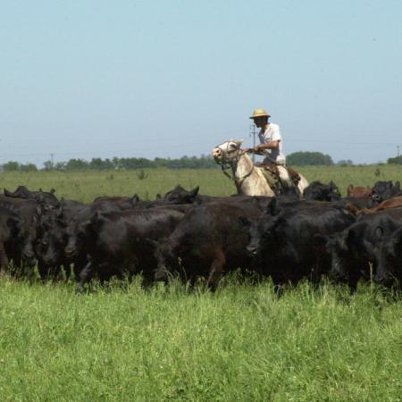 Tensión por el cobro de la guía ganadera: qué plantea la Sociedad Rural de Río Cuarto