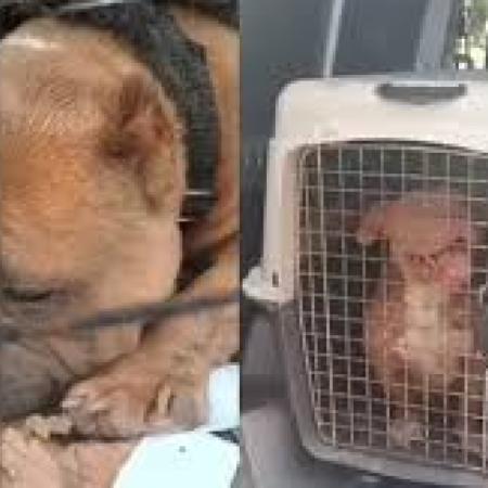 Salta: condena a un hombre por criadero ilegal y le imponen reglas de conducta