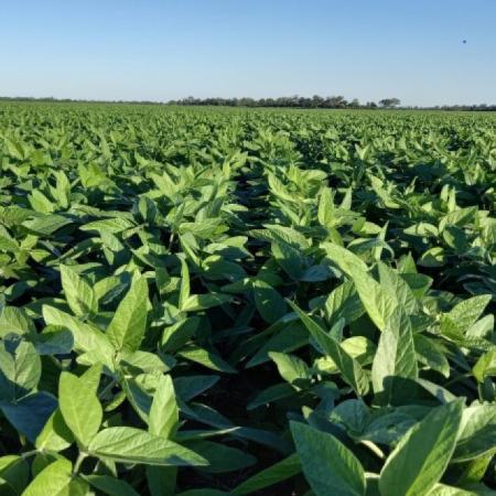 Molinos Agro lanzó un programa con soja y carbono: qué busca certificar