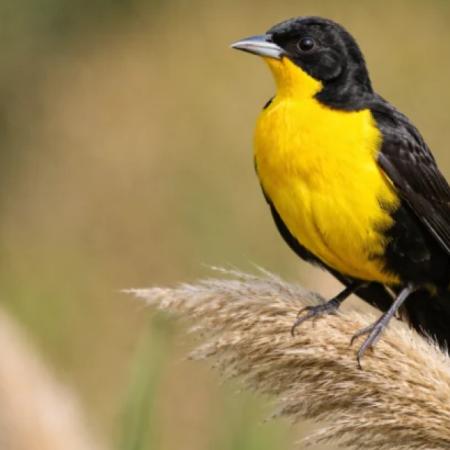 Cómo es la jugada clave para frenar su extinción en Argentina del tordo amarillo