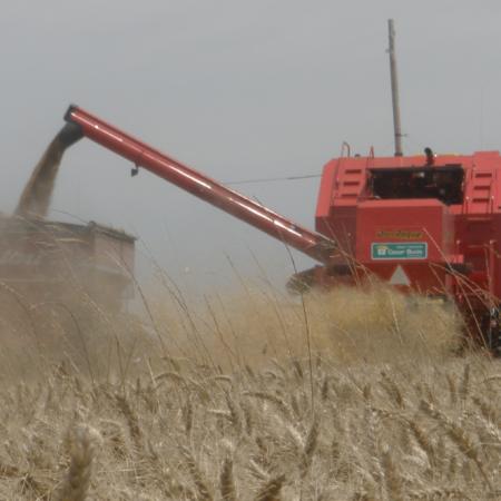 El trigo, al límite: cuánto se lleva el Estado en impuestos, según FADA