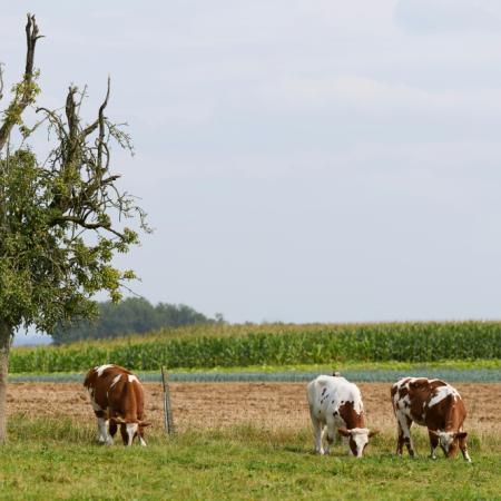 Campos ganaderos: señales de reactivación tras Expoagro 2026