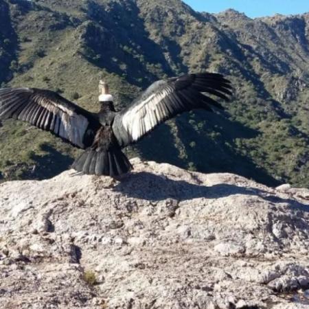 Rescatan a un cóndor andino herido de bala en la provincia de San Luis