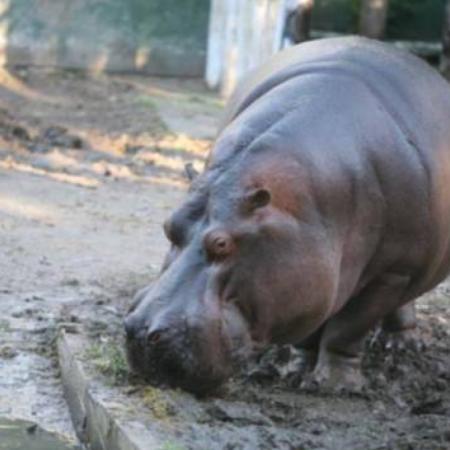 Tristeza en el Bioparque La Plata: murió Hipólito, el emblemático hipopótamo del predio