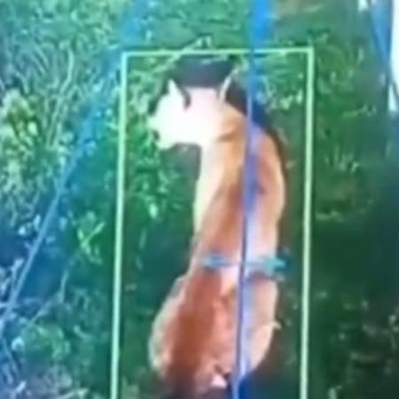 Alerta en Hudson por la aparición de un puma en un barrio privado