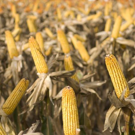 La Secretaría de Agricultura estimó cosecha maicera de 64 millones de toneladas