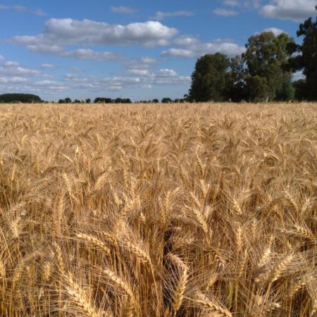 En Expoagro 2026, la Secretaría de Agricultura presentó su Mapa de Cultivos