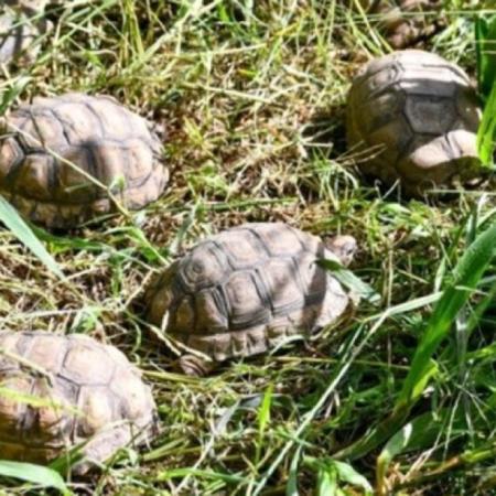 Tráfico ilegal de fauna: rescatan a 500 animales silvestres en Santa Fe