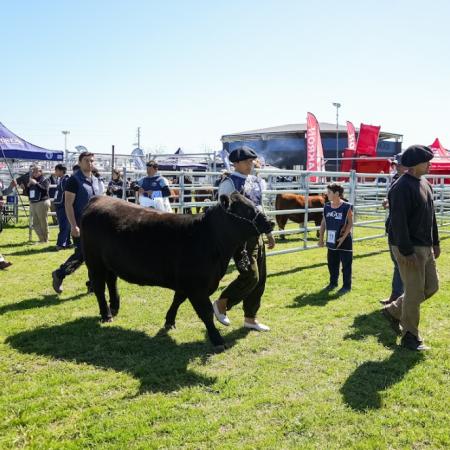 “Los productores ganaderos ven previsibilidad y esto es algo extraordinario”
