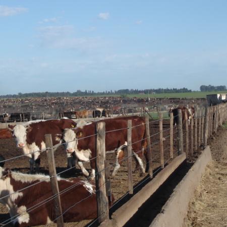 Feedlot y subproductos: las claves del despegue ganadero en Argentina