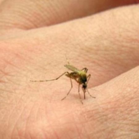 Alerta sanitario: ya son más de 430 los casos de chikungunya en Argentina