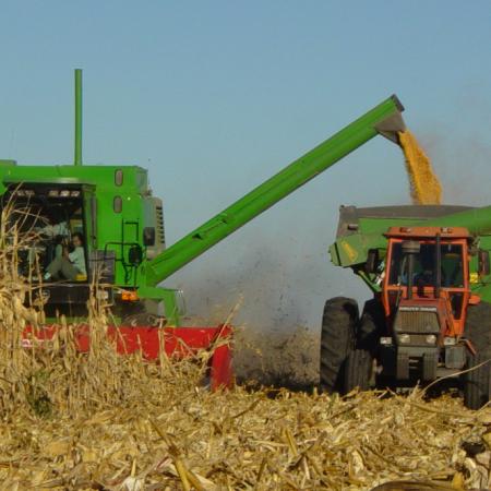 Recalculando: la BCR anticipó un nuevo récord para la cosecha de maíz