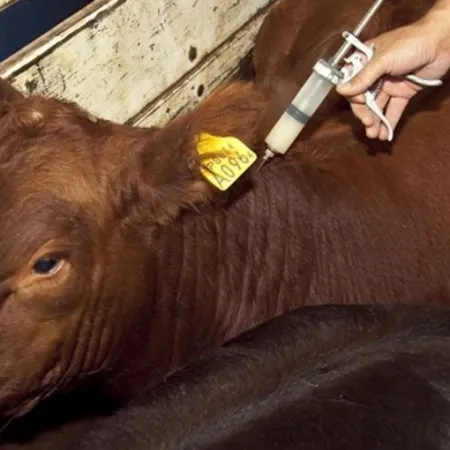 Ministerio de Agricultura de China reforzó controles por fiebre aftosa