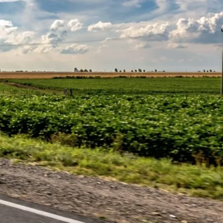 “Son miles de hectáreas”: buscan una ley para volver a sembrar en las banquinas