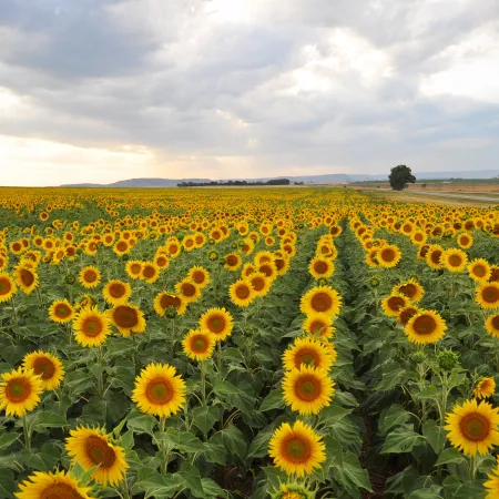 Girasol: CIARA-CEC proyecta USD 5.000 millones y pide retenciones cero