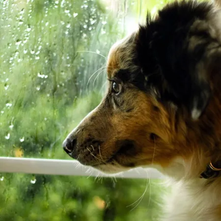 Javier Rodríguez y el perro narrador: la discusión que cambió en la literatura